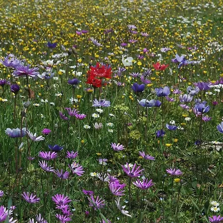 Bed & Breakfast Casa Certosa