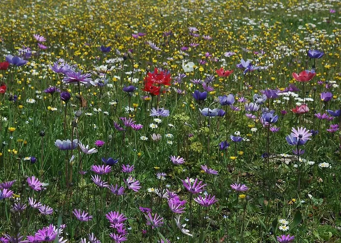 住宿加早餐酒店 Casa Certosa